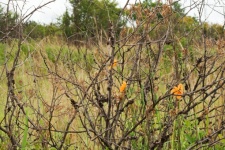 Orange Flowers Visible In Dry Bush