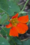 Orange Nasturtium Flower In Garden