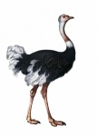 Ostrich Vintage Clipart