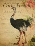 Ostrich Vintage Floral Postcard