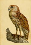 Owl, Bird Vintage Art
