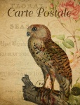 Owl, Bird Vintage Postcard