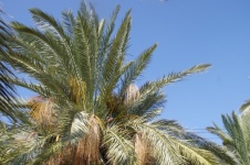 Palm Tree Branches With Blue Skies