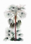 Palm Tree Vintage Clipart