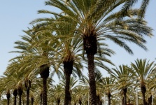Palm Trees In Row