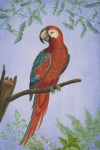 Parrot Bird Vintage Poster