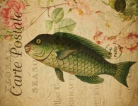 Parrot Fish Vintage Postcard