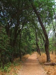 Path Under A Lane Of Poplar Trees
