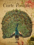 Peacock Vintage Floral Postcard