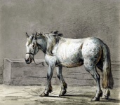 Horse Vintage Art Illustration