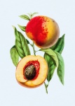 Peach Vintage Art Illustration