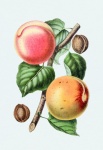 Peaches Fruits Fruit Art