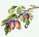 Plums Fruits Fruit Art