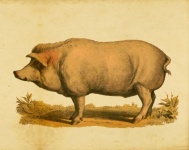 Pig Vintage Art