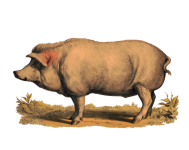 Pig Vintage Clipart