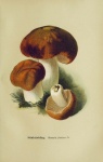 Mushrooms Poisonous Vintage Art