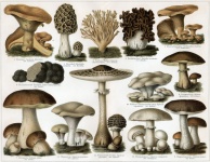 Mushrooms Blackboard Vintage Illustratio
