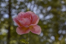 Pink Rose Bokeh Background