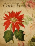 Poinsettia Flower Vintage Postcard