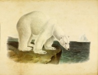 Polar Bear Vintage Painting