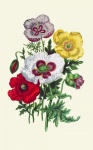 Poppy Flowers Vintage Art