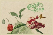 Postcard Vintage Art Flowers