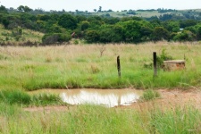 Puddle Of Rainwater On A Game Farm
