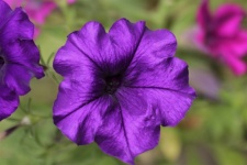 Purple Petunia Flower Close-up