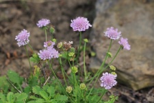 Purple Pincushion Flowers