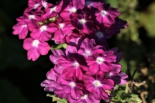 Purple Verbena Flowers And Dew