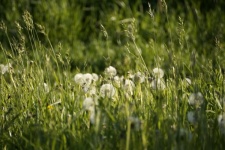 Blowball Dandelion Blossom Meadow