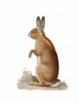 Rabbit Vintage Art