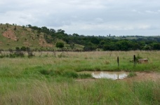 Rain Water Puddle In A Grassland