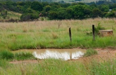 Rain Water Puddle In A Grassland
