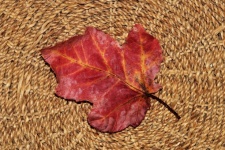 Red Autumn Leaf Close-up