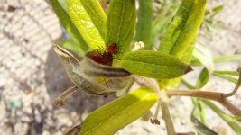Red Bugs On Plant