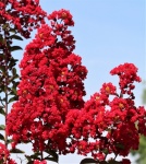 Red Crepe Myrtle Bloom