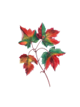 Red Maple Leaves Clipart