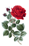 Red Rose Vintage Clipart