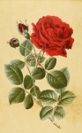 Red Rose Vintage Illustration