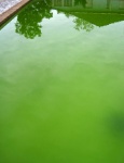 Reflections In Green Water