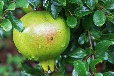 Ripening Pomegranate On Tree