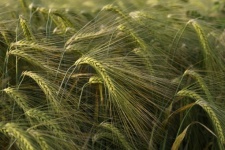 Rye Barley Field Fruit