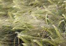 Rye Barley Field Fruit