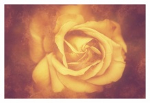 Rose Yellow Flower Blossom