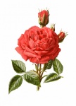 Rose Vintage Botanical Art