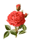 Rose Vintage Botanical Art