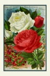 Roses Vintage Seed Catalogue