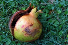Rotten Pomegranate Burst Open
