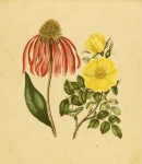 Rudbeckia Flower Vintage Art